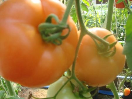 Pomodoro "Blagovest": recensioni, foto