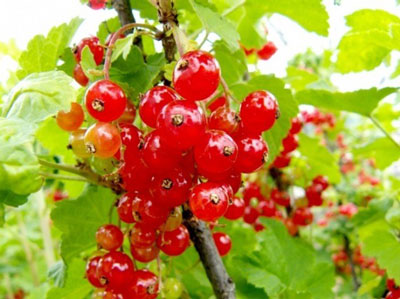 Wie man Blattläuse an Johannisbeeren loswird