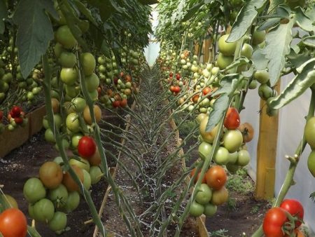 Pomodoro "Blagovest": recensioni