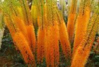 Anpflanzung und Pflege von Eremurus