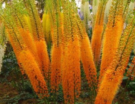 Anpflanzung und Pflege von Eremurus
