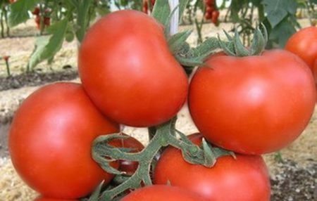 Tomate « Katya » : caractéristiques