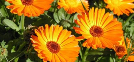 Calendula : culture à partir de graines et période de plantation