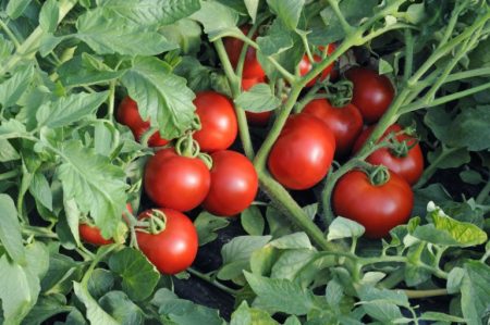 Tomate « Katya »