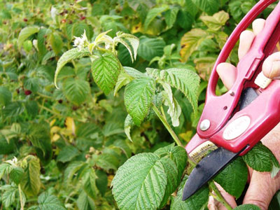 How to care for raspberries in spring to ensure a good harvest