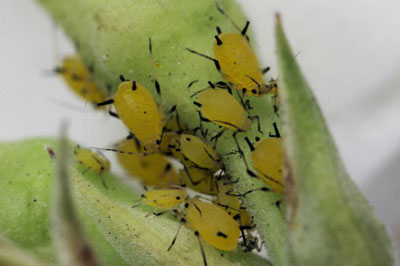 Comment se débarrasser des pucerons sur les arbres