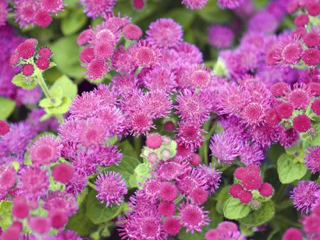Ageratum: in crescita