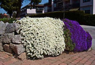 Arabis-Pflanzung und -Pflege