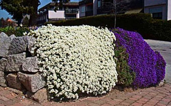 Arabis-Pflanzung und -Pflege