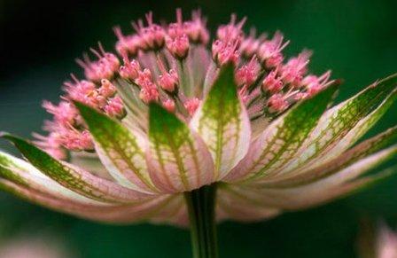 Foto de Astrantia