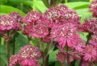 Φύτευση και φροντίδα Astrantia σε ανοιχτό έδαφος