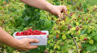 How to care for raspberries in spring to ensure a good harvest