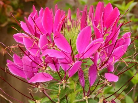 Cleome: growing from seeds, when to plant