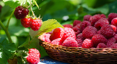How to care for raspberries in spring to ensure a good harvest