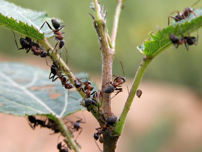 Come sbarazzarsi delle formiche in giardino