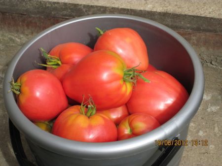 Tomate « Mazarin » : avis, photos