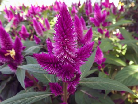 Celosia: piantagione