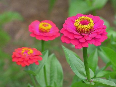 Zinnia: coltivazione dai semi
