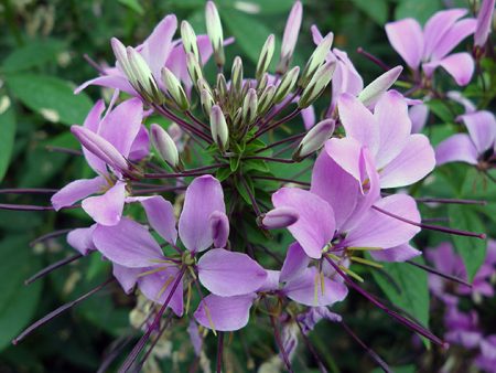 Cleome: growing from seeds