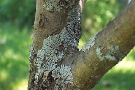 Bekämpfung von Blattläusen an Obstbäumen