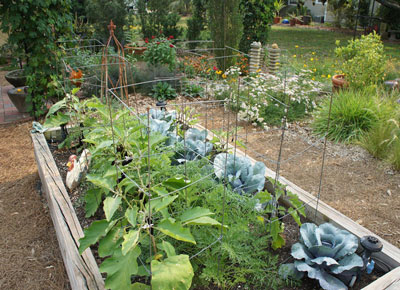 Pelures d'oignon pour le jardin ou le potager, application