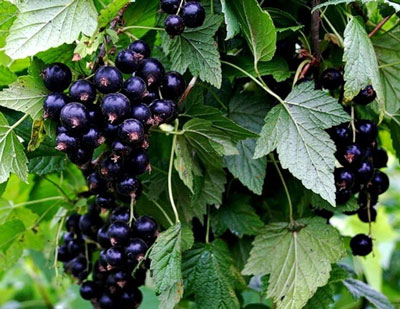 Wie man Blattläuse an Johannisbeeren loswird