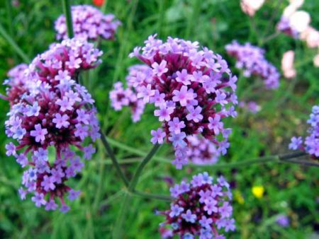 Verveine