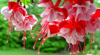 Flowers for a flowerbed that bloom all summer: photos and names