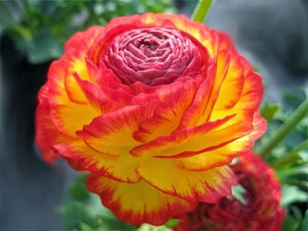 Ranunculus: dikim ve bakım