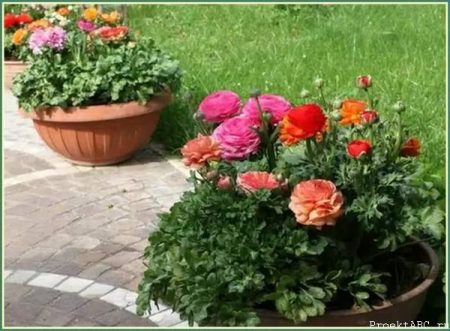 Ranunculus: dikim