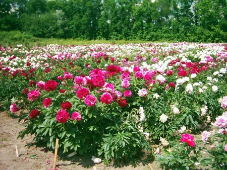 Pivoines : Plantation et entretien en pleine terre