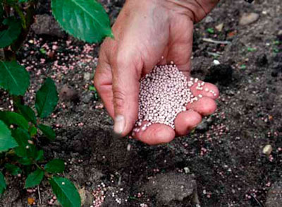 What fertilizers should be applied when planting tomatoes?