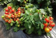 Кои сортове домати са нискорастящи и продуктивни?