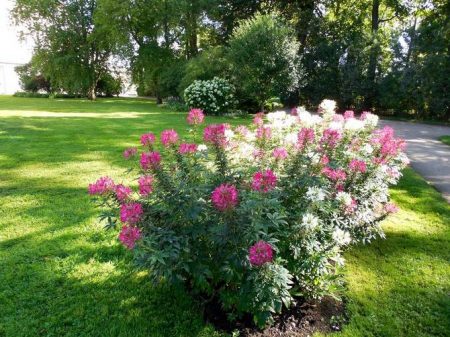 Cleome: growing