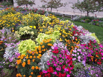 Flowers for a flowerbed that bloom all summer: photos and names