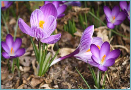 Crocus : plantation