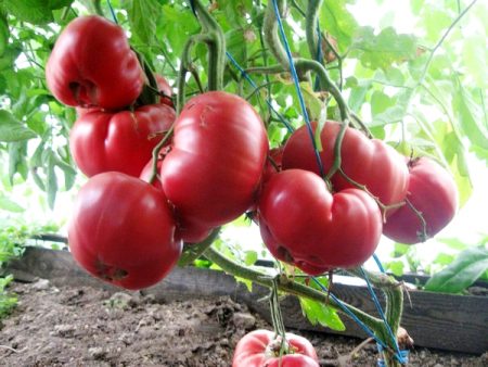 Tomate "Miel Rosa": características
