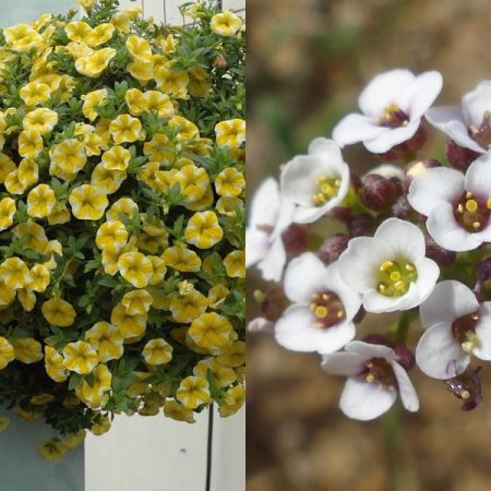 Lobularia: Vermehrung aus Samen