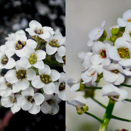 Lobularia: Kultivierung
