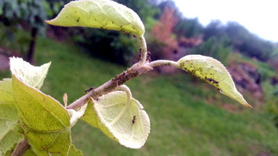 Comment se débarrasser des pucerons sur les arbres