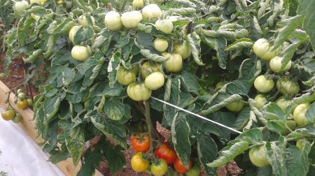 Pomodoro "Dubrava"