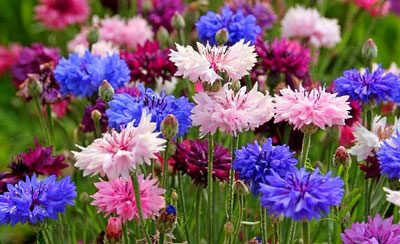 Flowers for a flowerbed that bloom all summer: photos and names