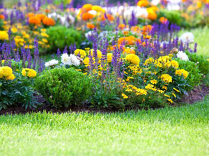 Flowers for a flowerbed that bloom all summer: photos and names
