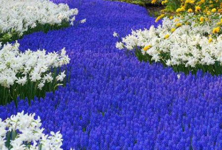 Muscari: Anpflanzung und Pflege