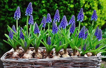 Muscari: Anpflanzung und Pflege im Freiland
