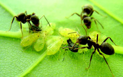 Come sbarazzarsi delle formiche in giardino
