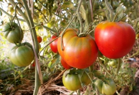 Pomodoro "Cosmonauta Volkov": recensioni