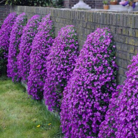 Aubrieta: Anzucht aus Samen zu Hause