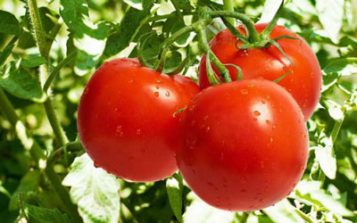 What fertilizers should be applied when planting tomatoes?