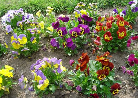 Viola: coltivazione da semi